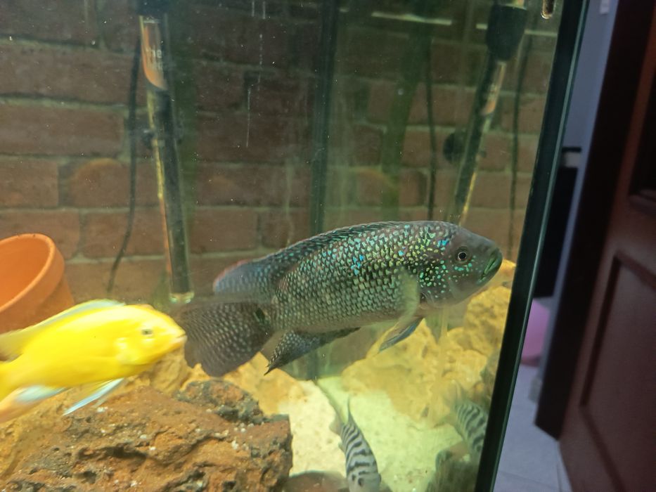 Peixe Ciclídeo Jack Dempsey 17cm venda ou troca
