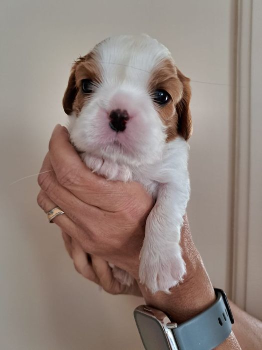 Cavalier King Charles Spaniel