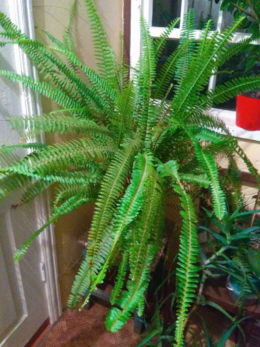 Папороть Нефролепіс