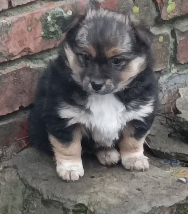 Цуценята шукають хороших господарів