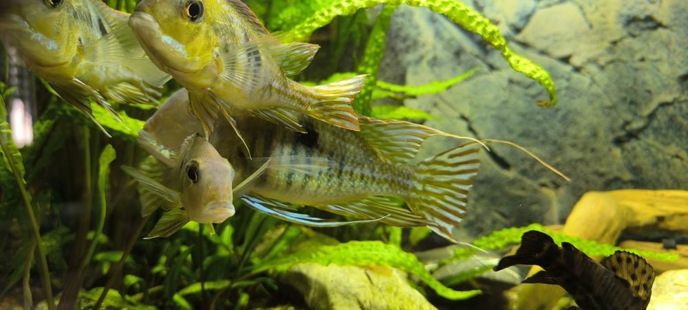 Ziemiojad Red head tapajos 4 szt