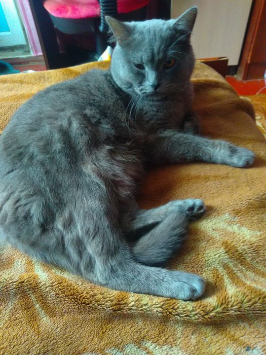 Шукаємо кішечку .