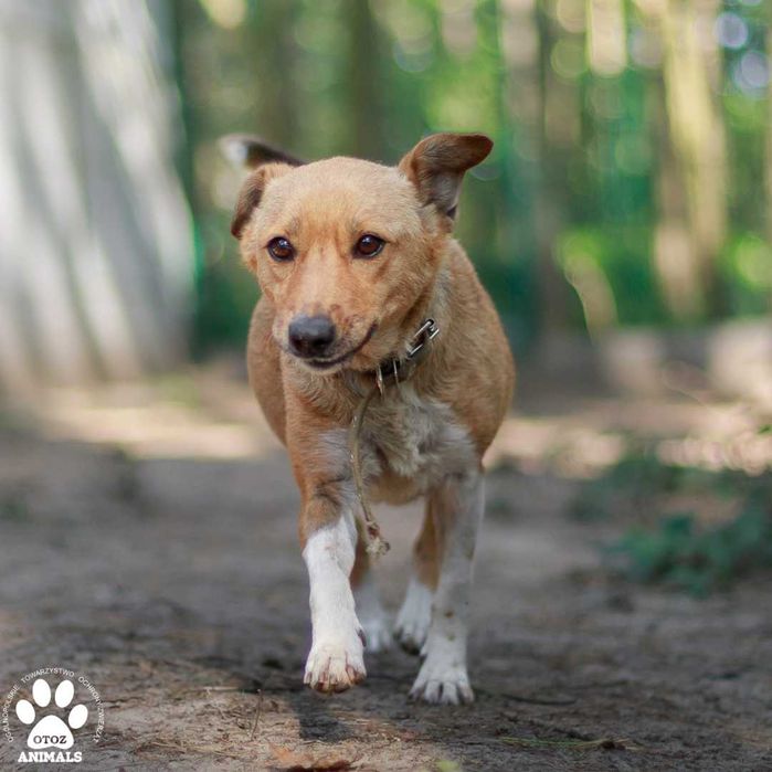 Urocza, mała Landrynka do adopcji!