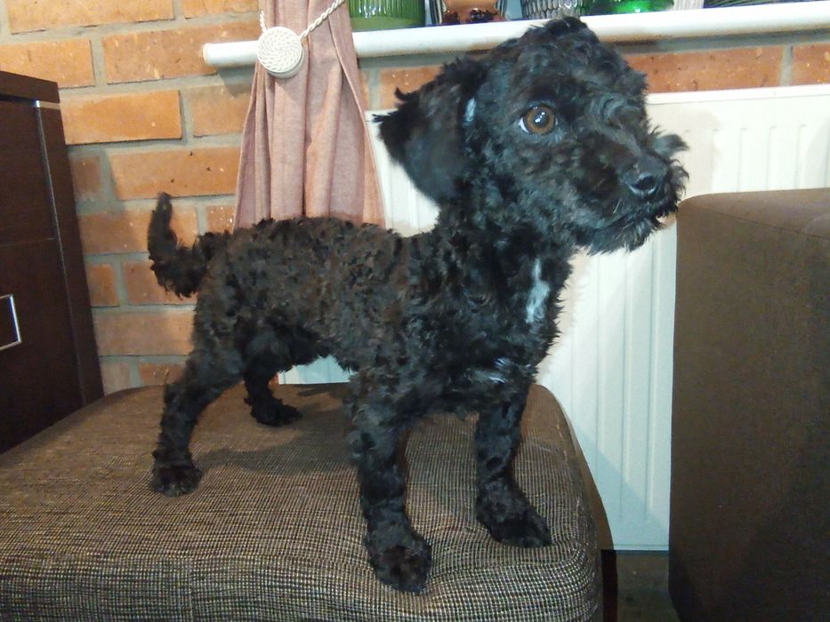 Husar piesek rasy Rosyjska Bolonka Kolorowa