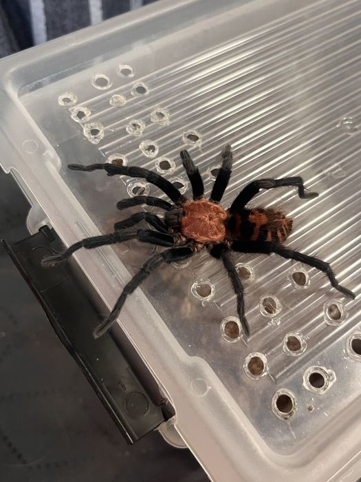 Ptaszniki skorpiony skakuny  - różne gatunki