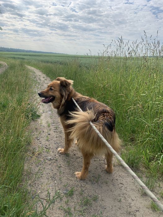 Ciapek /Ricco czeka na swoj dom