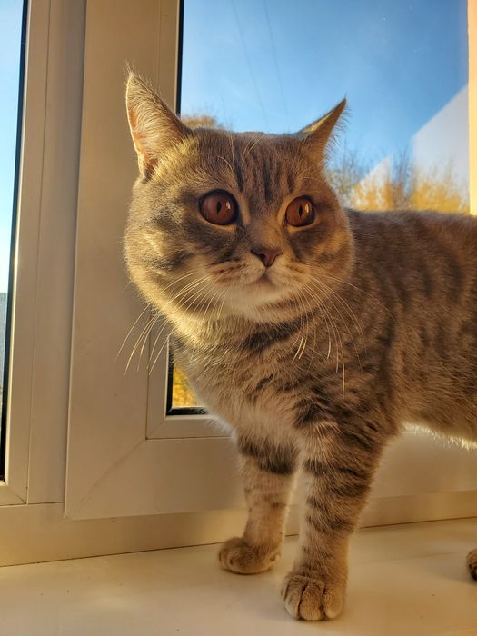 В'язка шотландський котик Том прийме кіточку на побачення