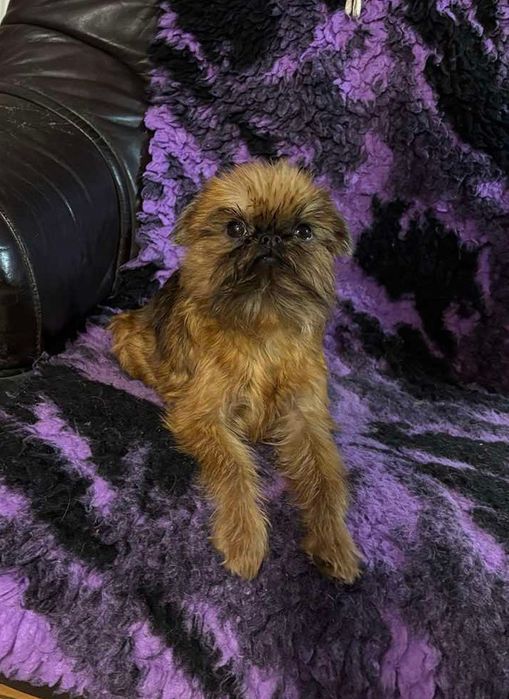 Дівчинка брюссельський грифон