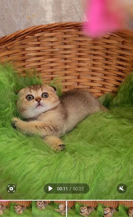 Класнючик малыш золотая шиншилла