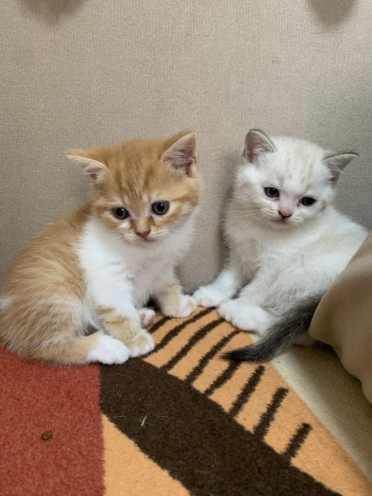 Кошенята, котята шотланські вислоухі та прямоухі