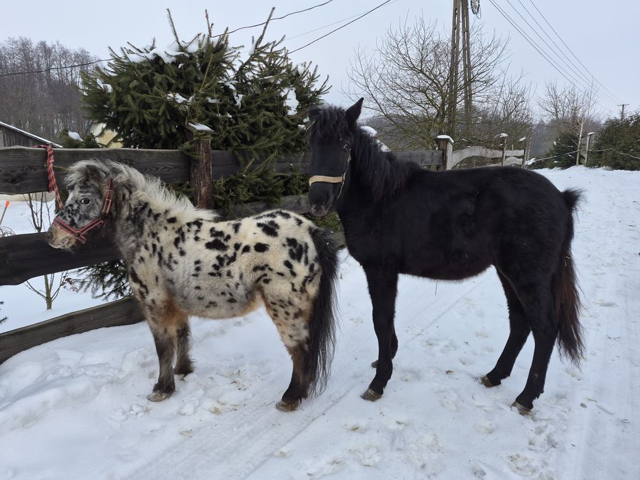 Klacz Kuc Tarant - Ogier Hucuł