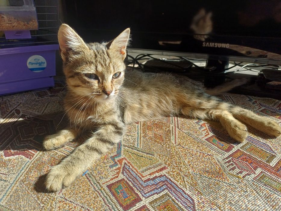 Котята бесплатно. Помогите найти дом для котят