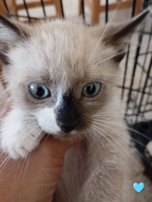 Gatos bebés para adoção