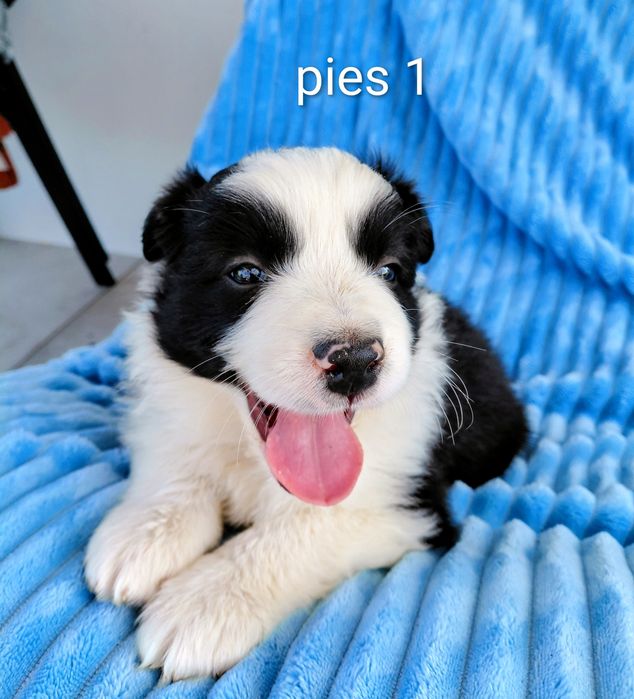 Ostatni nr.1 Border Collie, samiec zdrowy i zadbany szczeniak, odchowany na kozim mleku.Gospodarstwo agro.