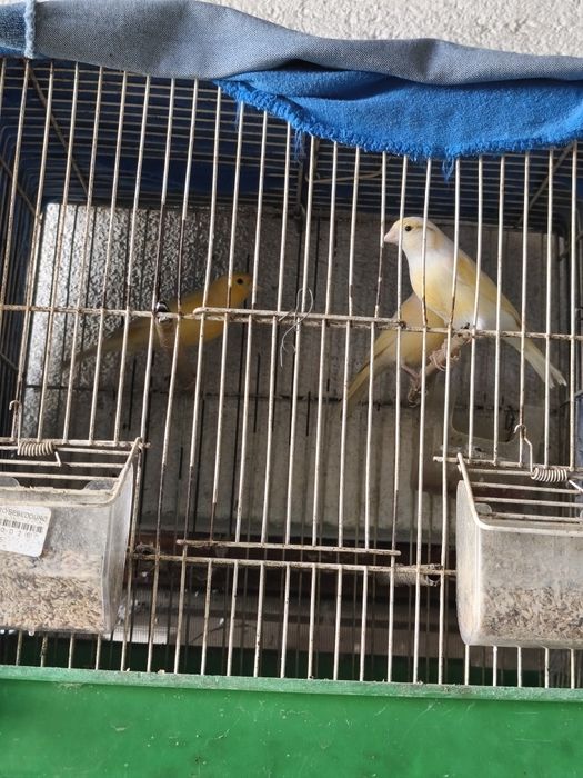 Vendo Canários Machos e Fêmeas