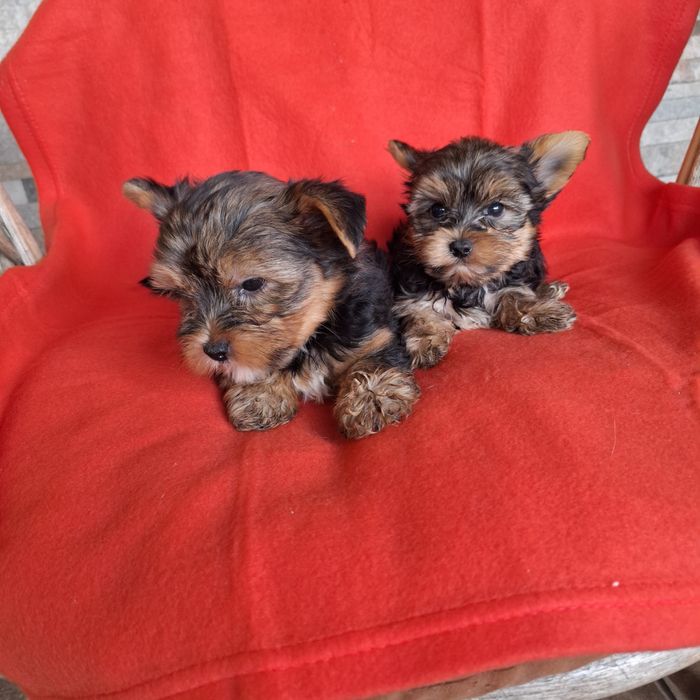 Yorkshire terrier piesek rodowód + wyprawka