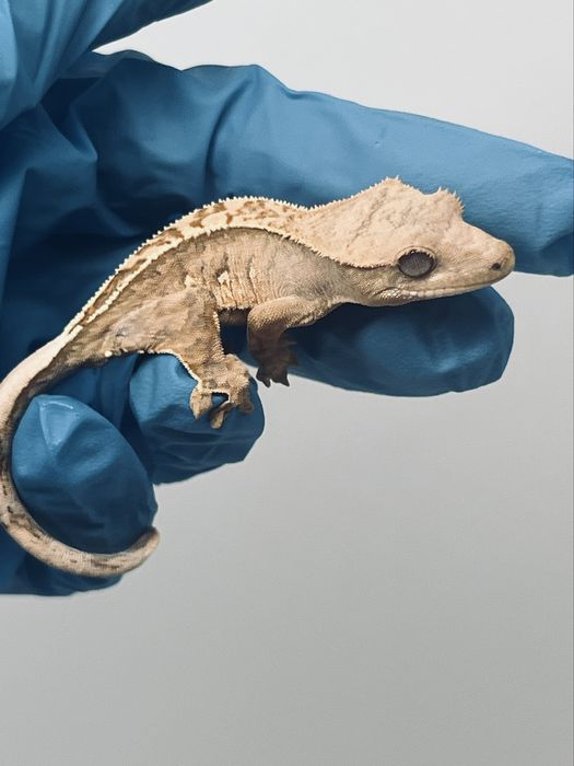 Gekon orzęsiony możliwa wyprawka transport