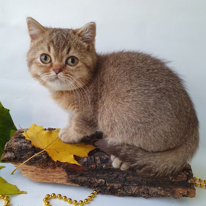 Котики, кошечки, котята. Если в доме нет котодеток тогда в нем скукота