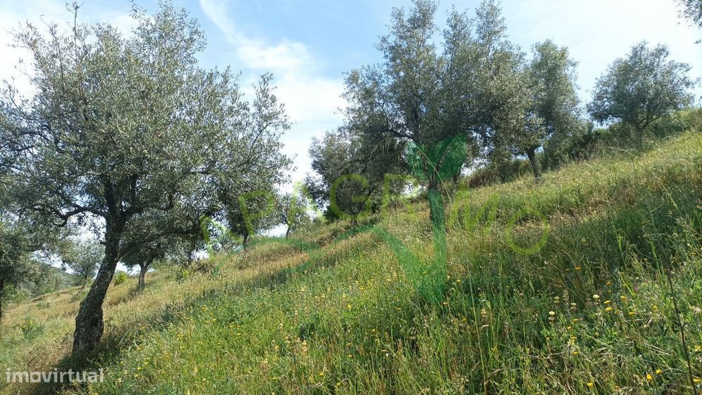 Rustic Plot "Parceria" in Souto, Penedono