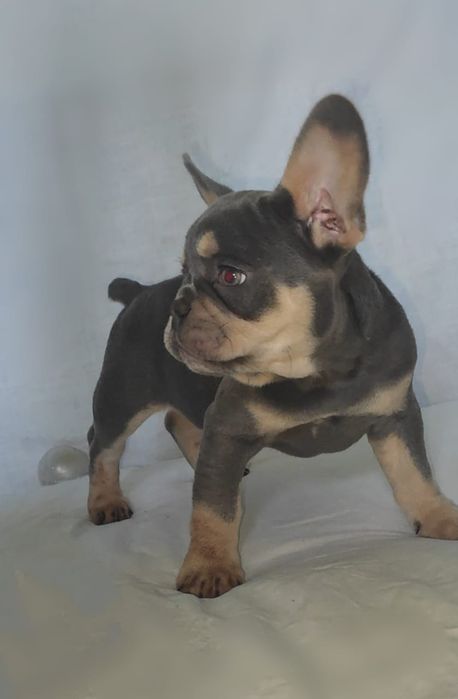 Французский бульдог