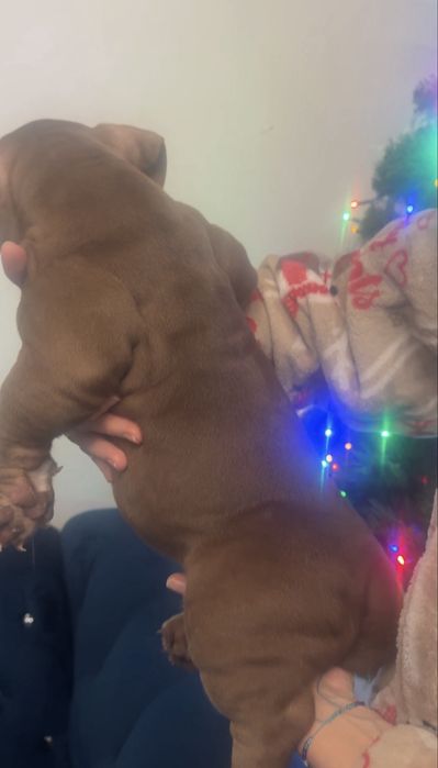 American bully pocket/standard ABKC Mocny rodowód