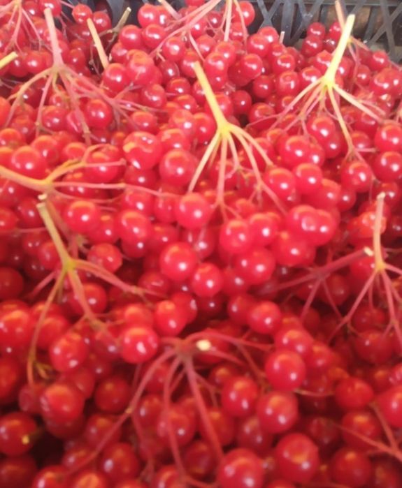 Плоди калини звичайної