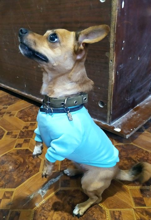 Одежда для собак, кофточка