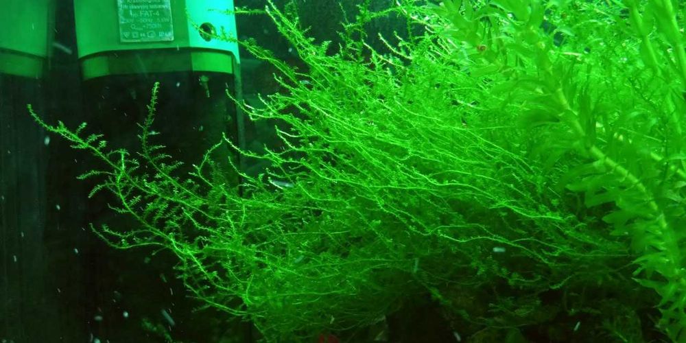 Rogatek i Mech Java moss wgłębka