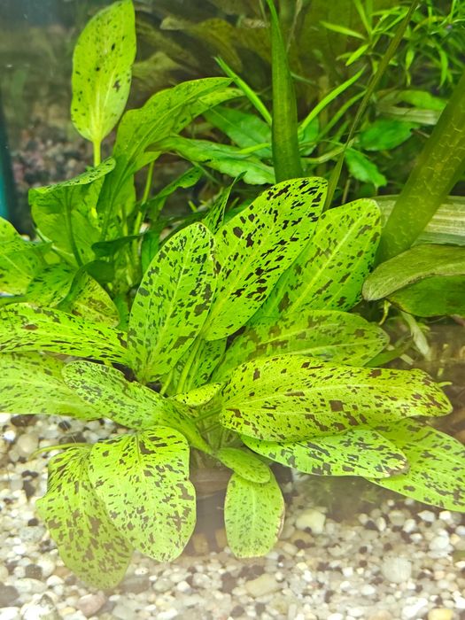 Żabienica Rośliny akwariowe Białystok