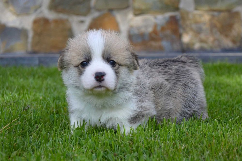 Welsh Corgi Pembroke - piesek - ZKwP/FCI