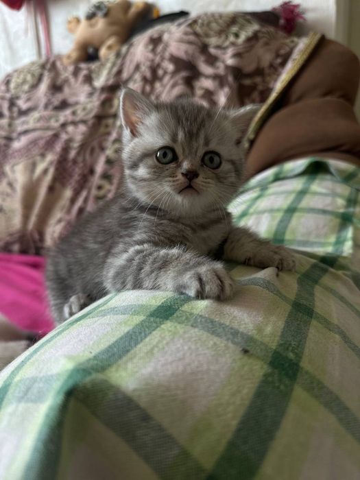 Продаю кошеняток