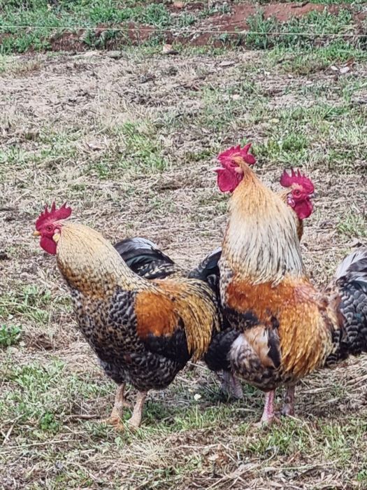 Aves, patos e galinhas