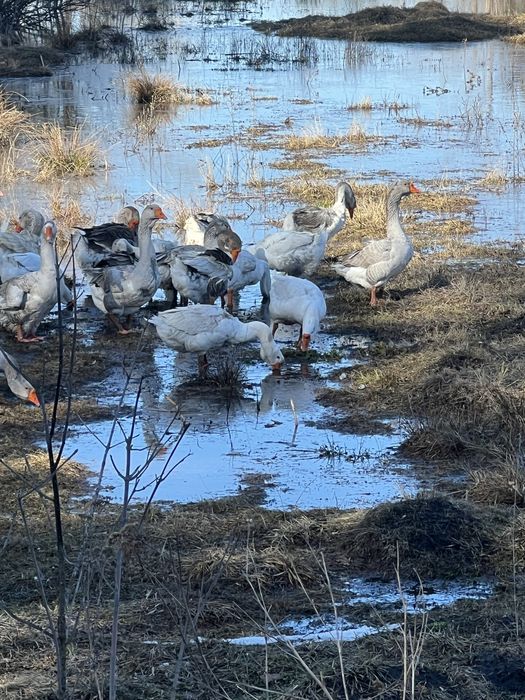 Продам инкубационно яйцо и гусаков  холмогоров