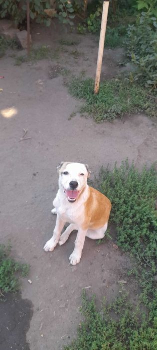 Безкоштовно маленькі пухнастики