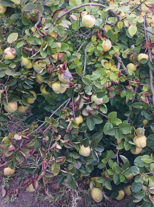 Marmelos biológicos - cerca de 1 Tonelada em Avis