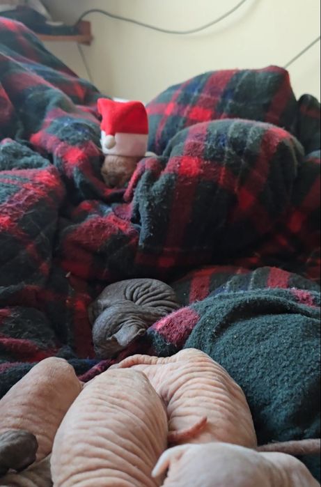 Przepiękny kot sfinks niebieskie oczka