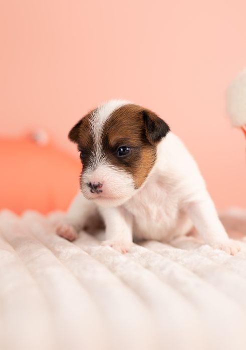 Suczka Parson Russell Terrier - ZKwP