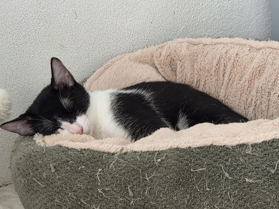 Gatinho para adoção