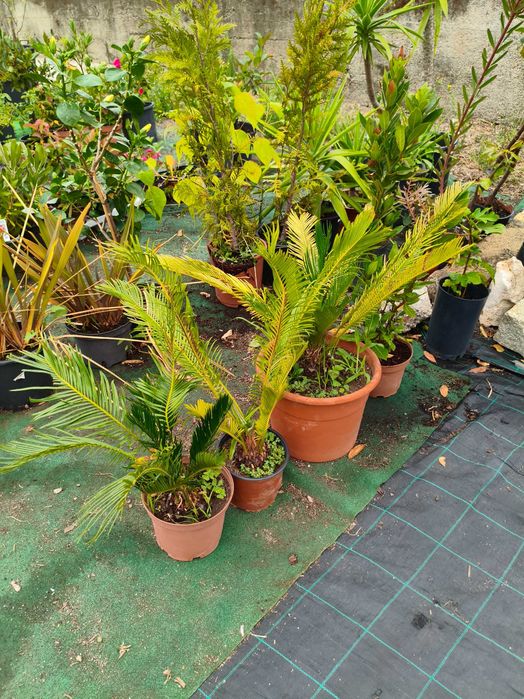 Cycas Revoluta - planta em vaso