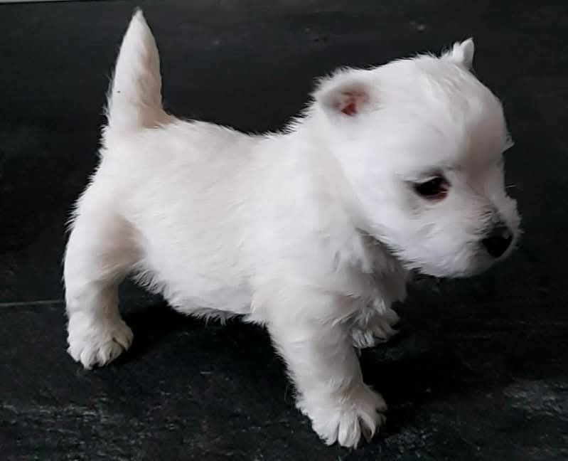 West highland white terrier zkwp FCI