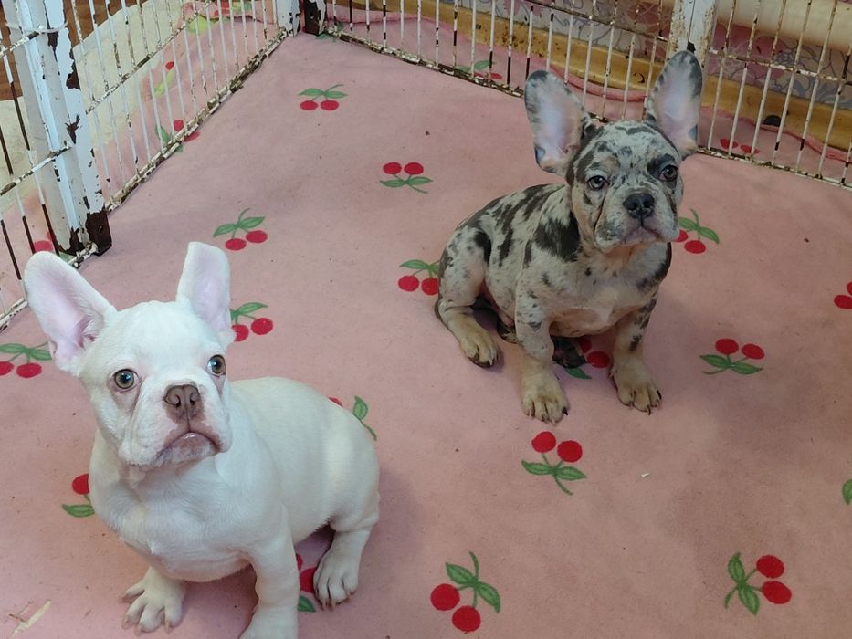 Кремовый и мерле мальчик