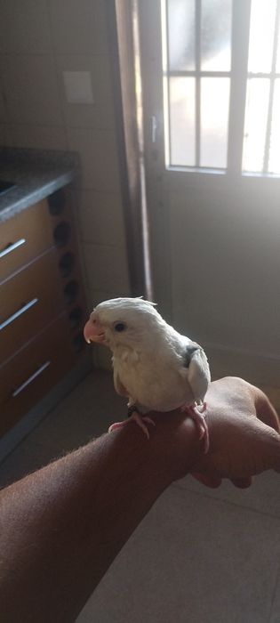 Vendo caturra doméstica