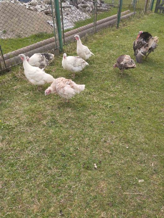 Продам   домашні індики