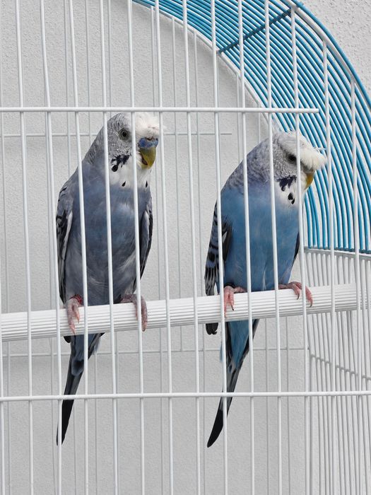 Casal de Periquitos