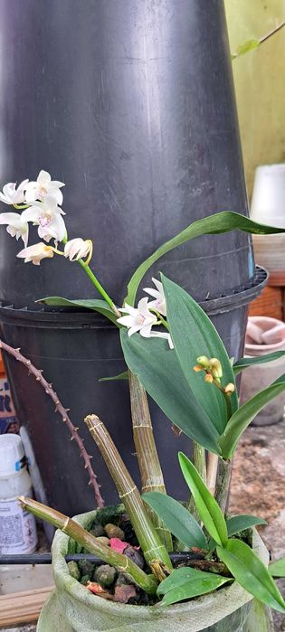 VENDO orquídea Dendrobium kingianum  semi alba