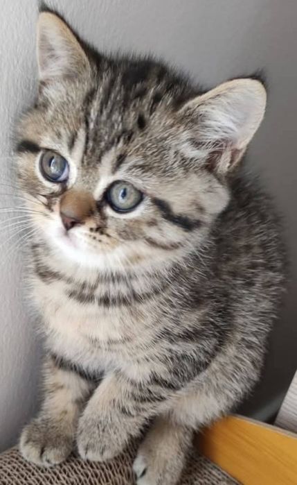 Шотландский котёнок мальчик