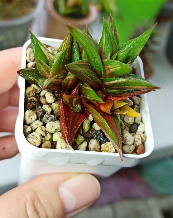 Варієгатні хавортії