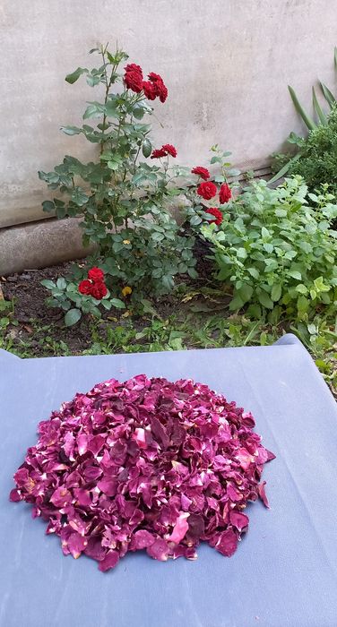 Пелюстки висушені   садової  червоної троянди