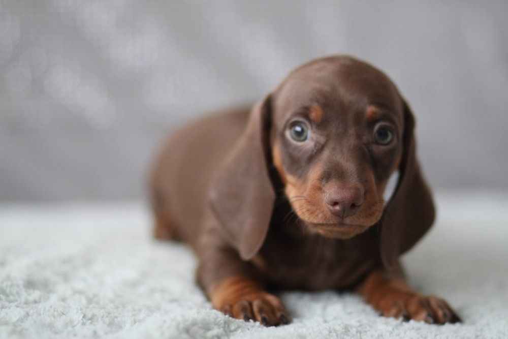 ***Śliczny czekoladowy jamnik**