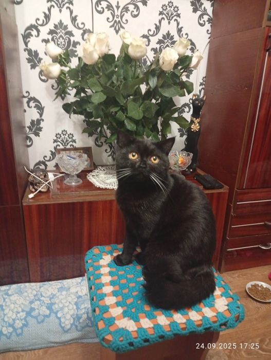 Кот ищет кошечку